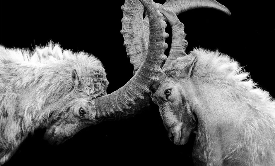 Batalla de creadores e influencers